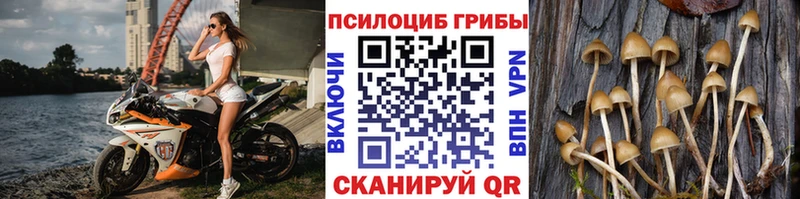 Купить  Чекалин  Галлюциногенные грибы Cubensis 